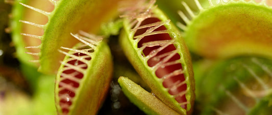Plants That Eat To Survive: A Guide To Carnivorous Flowers