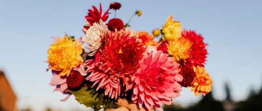 Fall Flowers That Thrive in New York’s Autumn Weather