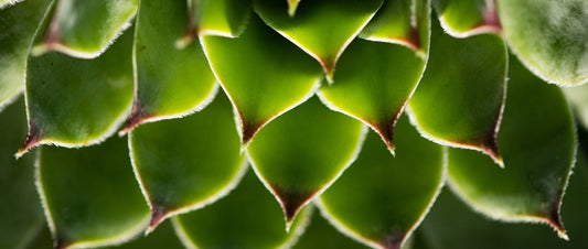 The Beauty of Patience: Plants That Bloom Once in a Lifetime