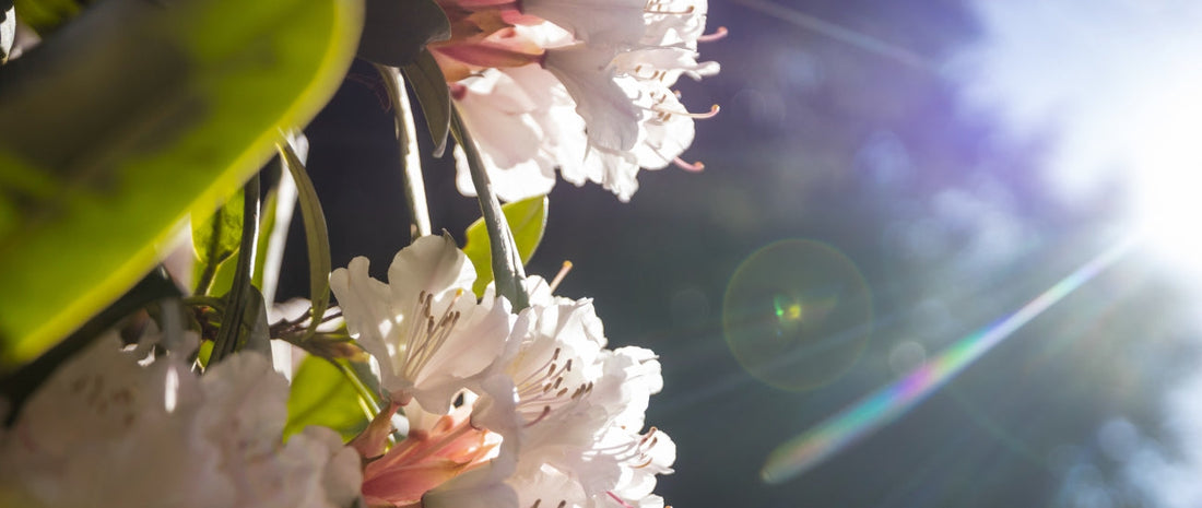 Why Flowers Follow the Sun: Heliotropism Explained