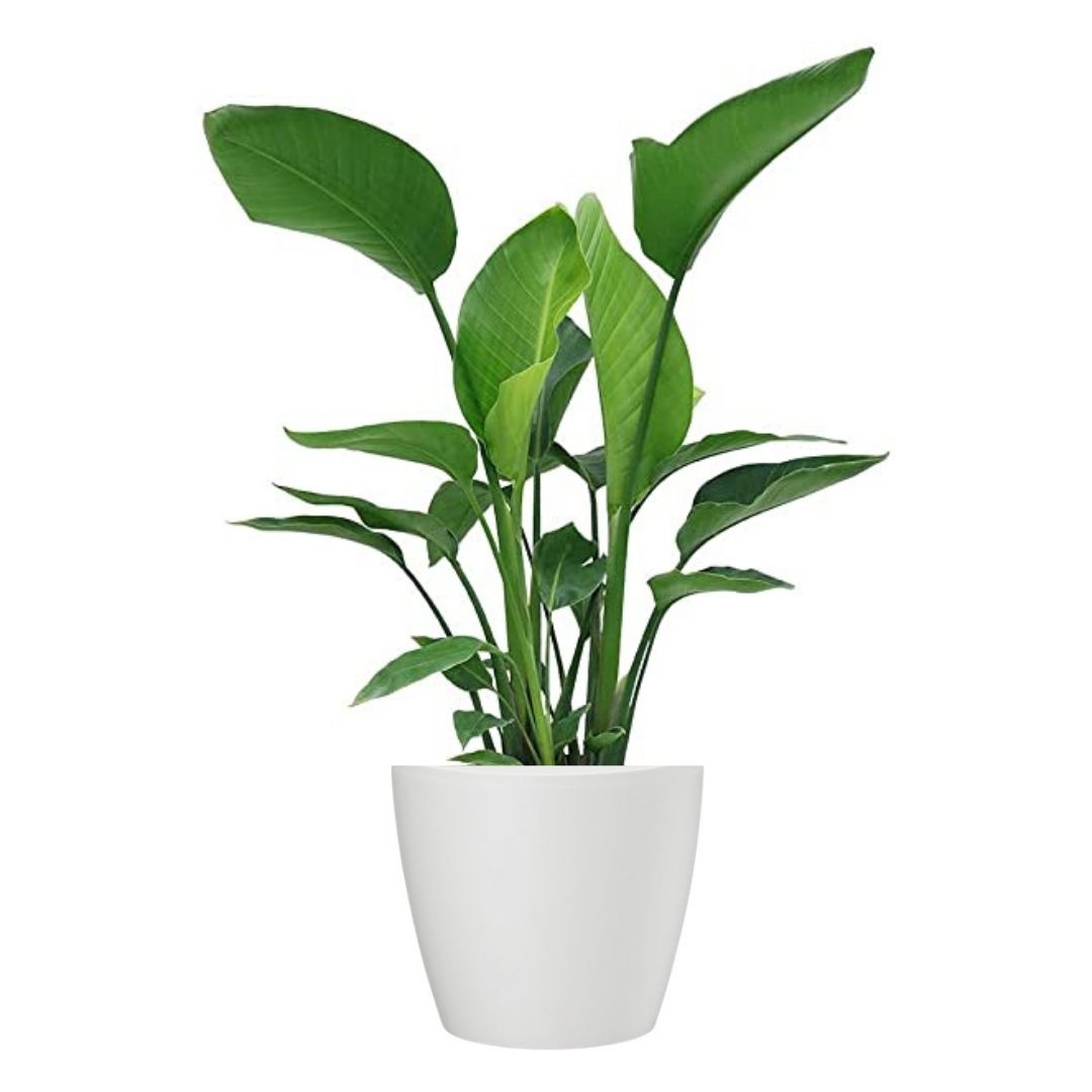 bird of paradise house plants delivered Bird of Paradise – Dragonetti Florist & Garden Center