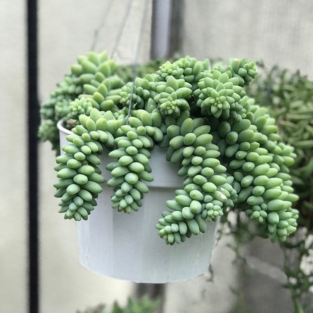 donkey succulent planter Burros Donkey Tail