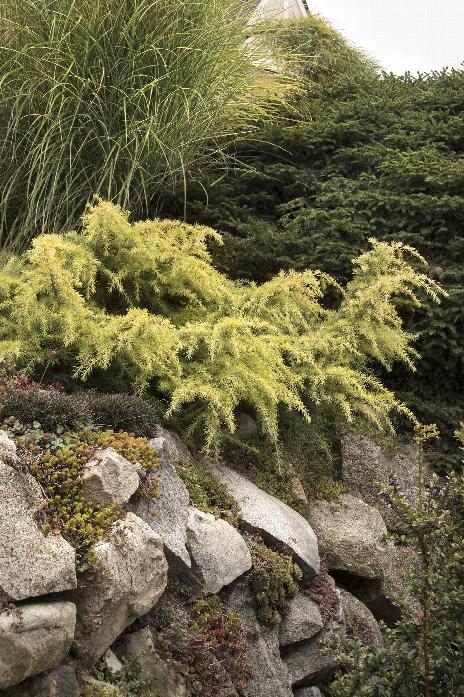 Feelin' Sunny® Deodar Cedar