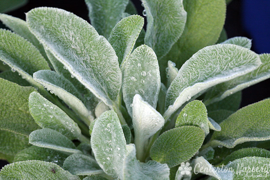 fuzzy wuzzy air plant Stachys 'Fuzzy Wuzzy' – Dragonetti Florist & Garden Center