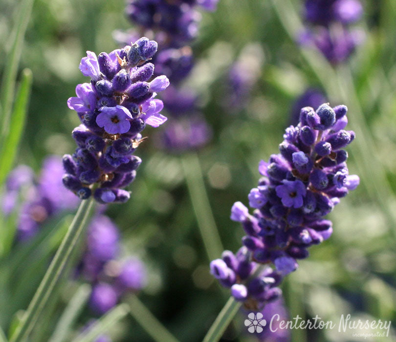english lavender hidcote plants for sale Hidcote' Lavendar – Dragonetti Florist & Garden Center
