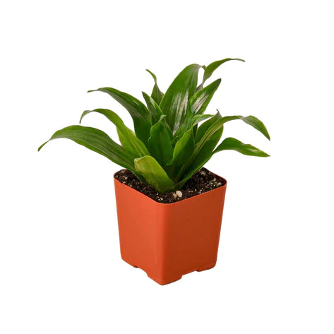 dracaena plant for sale near me Dracaena Janet Craig – Dragonetti Florist & Garden Center