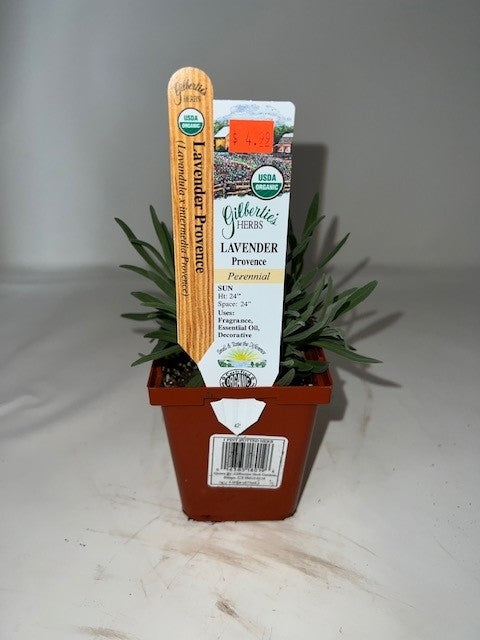 where to buy organic lavender plants Lavender – Dragonetti Florist & Garden Center