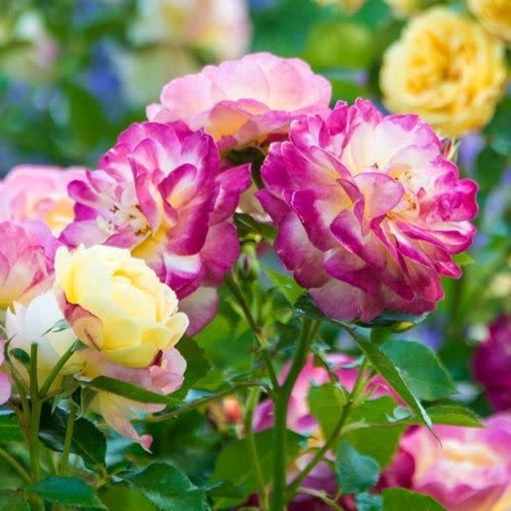 Life of the Party Tree Rose Dragonetti Florist & Garden Center Life of the Party Tree Rose Dragonetti Florist & Garden Center
