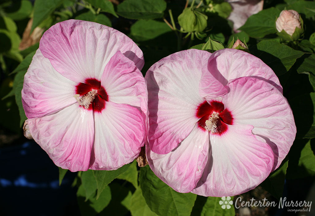 'Luna Pink Swirl' Hibiscus