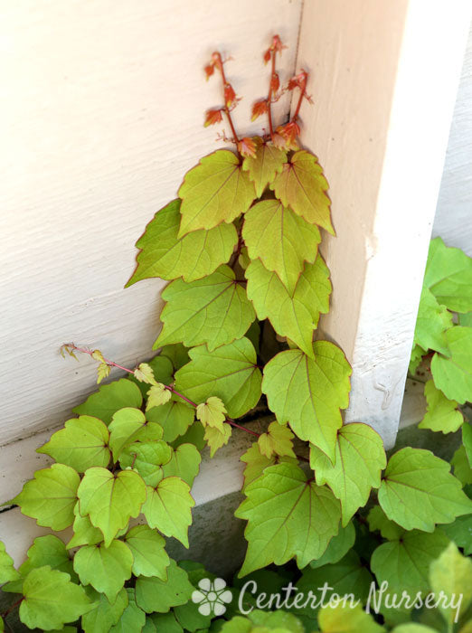 Fenway Park Boston Ivy