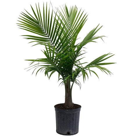 palm tree plant for home Palm Tree – Dragonetti Florist & Garden Center