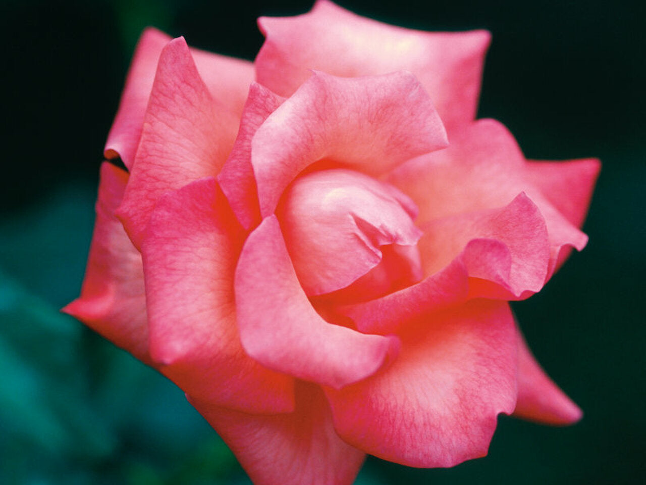 Pink garden roses in Brooklyn