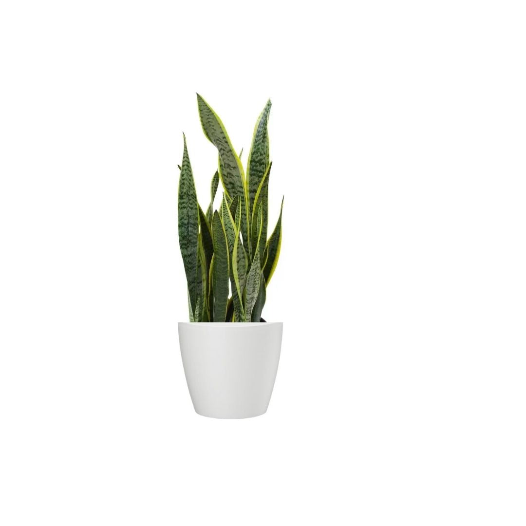 buy snake plant nyc Snake Plant – Dragonetti Florist & Garden Center