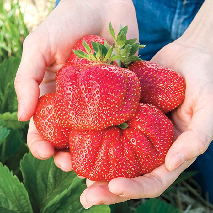 world's largest succulent 6" Strawberry World's Largest