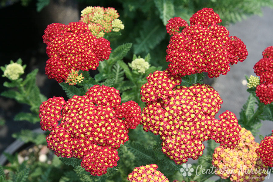 strawberry seduction yarrow seeds 'Strawberry Seduction' Yarrow