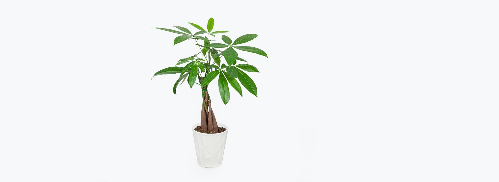 money tree white center Money Tree