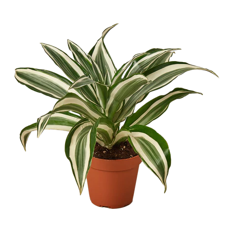 warneckii dracaena Dracaena Warneckii