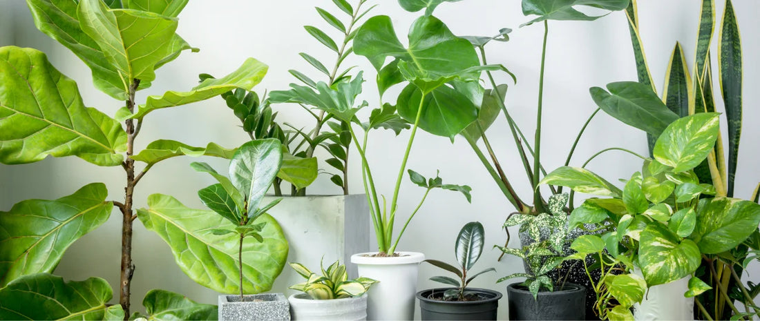 The Best Air Purifying Flowers and Houseplants