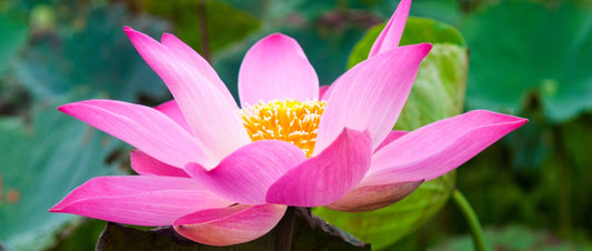 The Lotus Effect - Can Flowers Keep Themselves Clean?