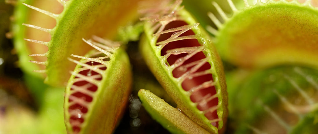 Plants That Eat To Survive: A Guide To Carnivorous Flowers