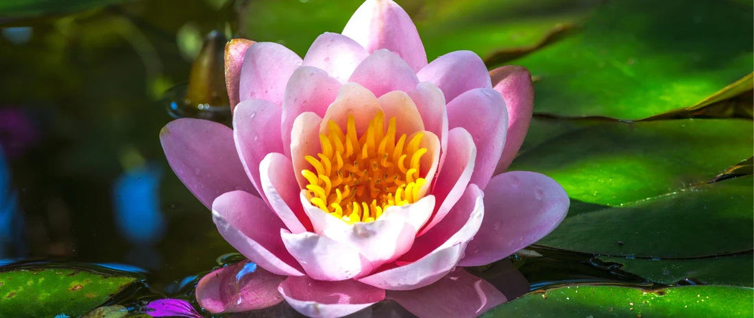 Discovering The World's Oldest Flower