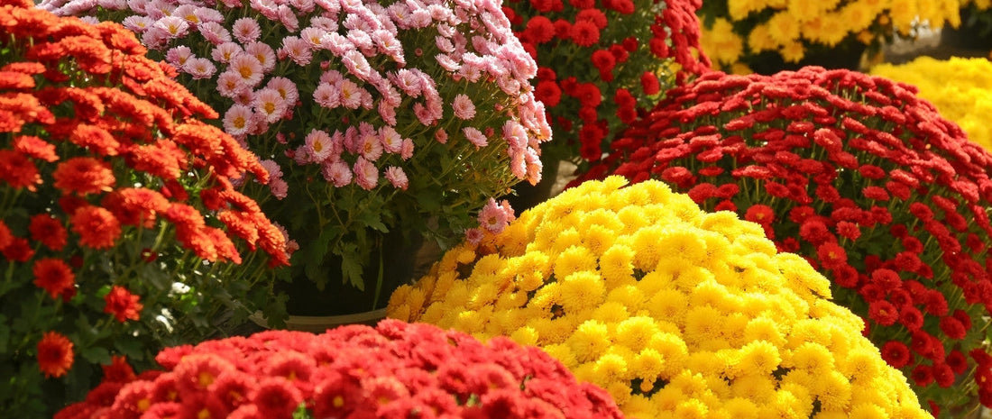 fall-mums