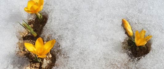 How Flowers Generate Warmth During Winter