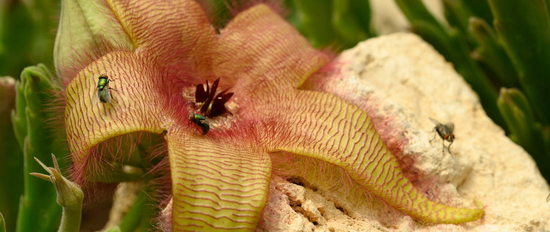 Why Some Flowers Smell Bad (and How It Helps Them Survive)