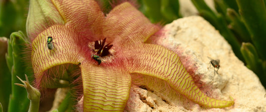 Why Some Flowers Smell Bad (and How It Helps Them Survive)