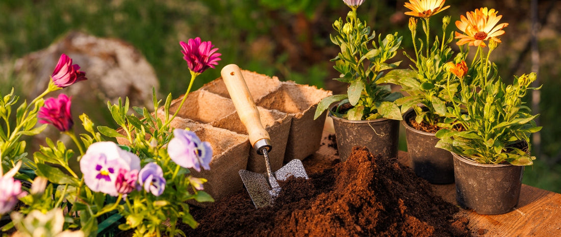 How Soil pH Changes a Flower's Color