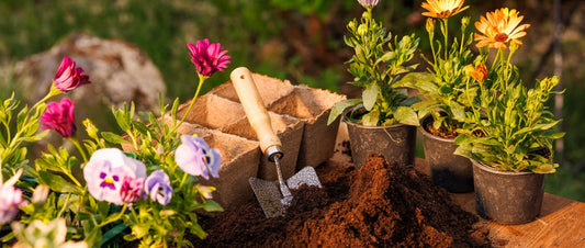 How Soil pH Changes a Flower's Color