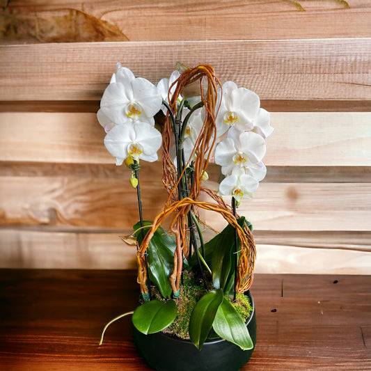 Potted orchid phalenopsis