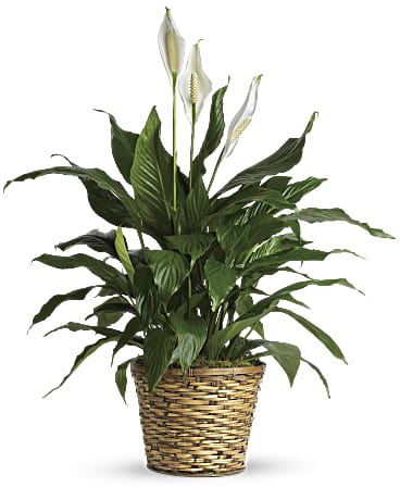 TF Simply Elegant Peace Lily