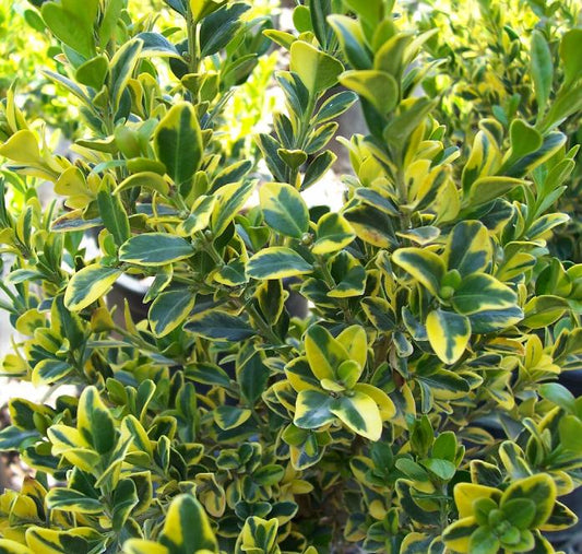 Golden Triumph Boxwood 2 Gallon