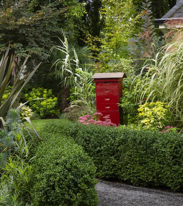 Green Beauty Boxwood