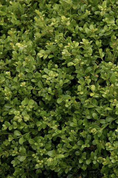 Green Beauty Boxwood