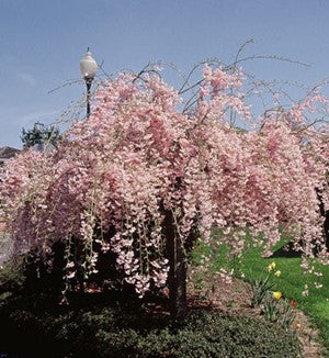 Double Weeping Flowering Cherry