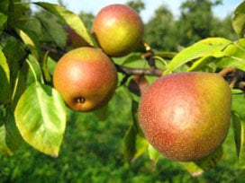 Seckel Pear Tree