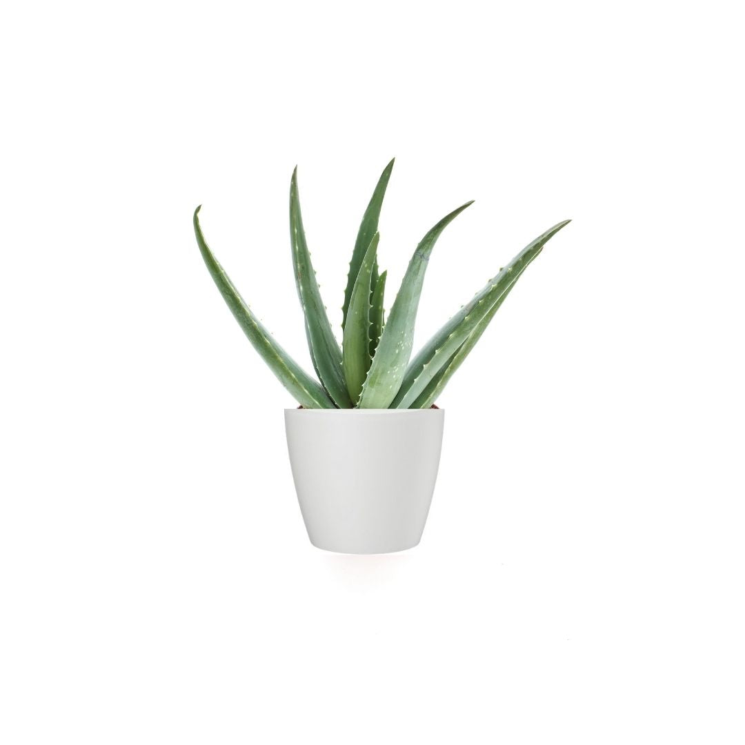 where to buy aloe vera plant nyc Aloe Vera