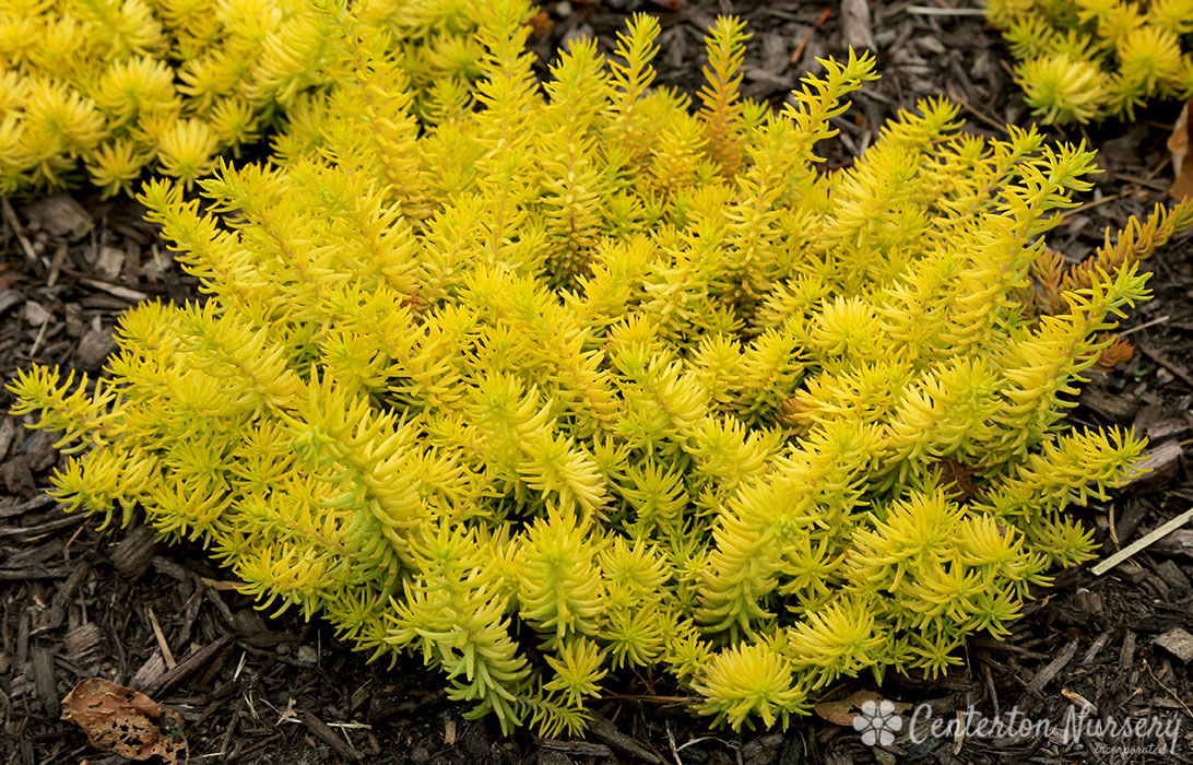 'Angelina' Groundcover Sedum