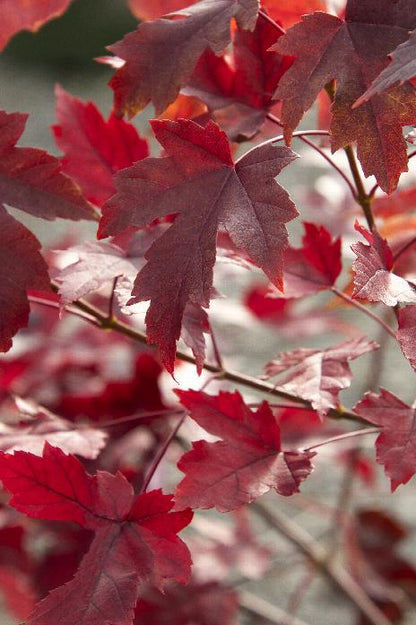 Autumn Blaze Japanese Maple