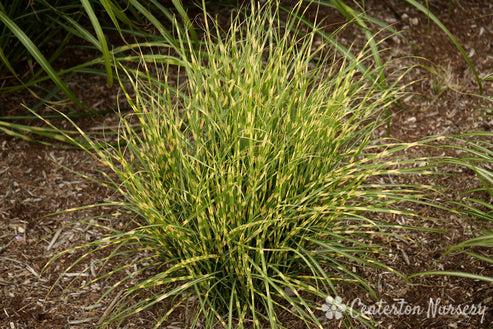 'Bandwidth' Maiden Grass – Dragonetti Florist & Garden Center