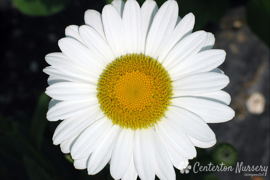 Becky's Shasta Daisy