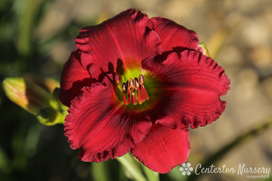 'Besame Mucho' Trophytaker Daylily