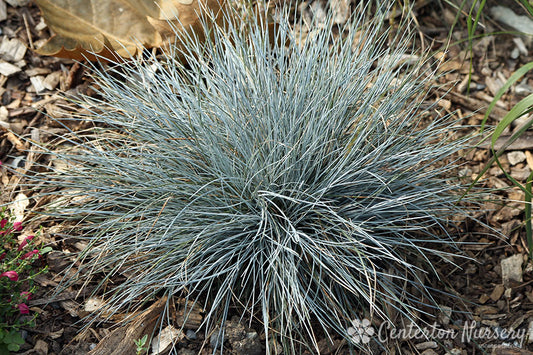 'Beyond Blue' Fescue Tuft Grass