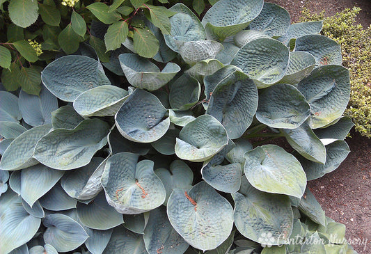 'Big Daddy' Hosta