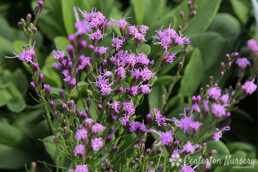 Dwarf Blazing Star