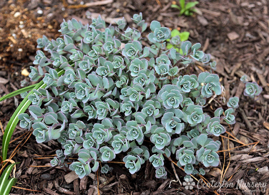 Blueberry Pie Groundcover Sedum