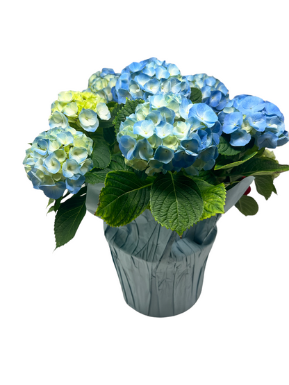 Hydrangea Plant