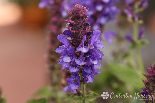 'Blue Marvel' Sage